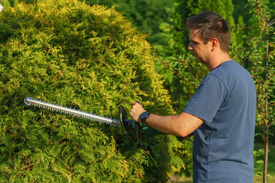 A man uses an electric trimmer to shape a garden hedge, showcasing precise landscaping skills.
