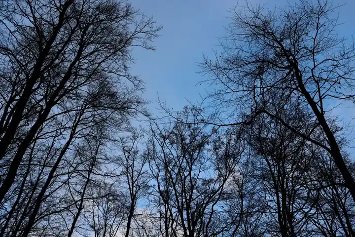 A serene view of bare winter trees silhouetted against a clear blue sky.