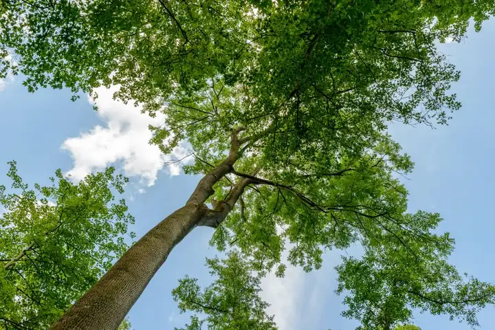 Low angle view of a lush green tree canopy against a clear blue sky, showcasing nature's beauty.