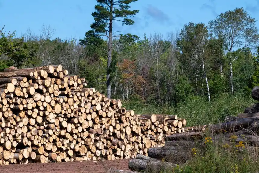 Pile of freshly cut logs arranged outdoors in a forest setting, under clear blue skies.