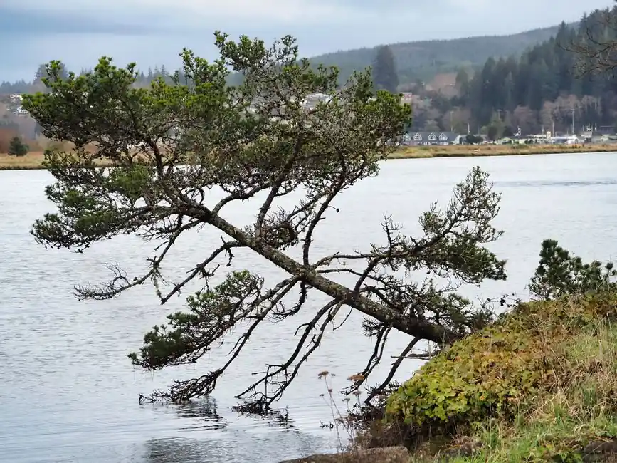 Serene landscape featuring a tree leaning over a lake in Washington, capturing a tranquil nature scene.