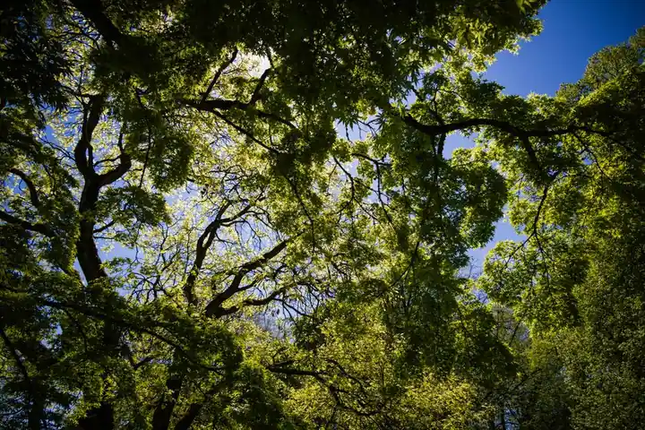 Sunlight filtering through a lush green canopy, capturing the essence of spring outdoors.