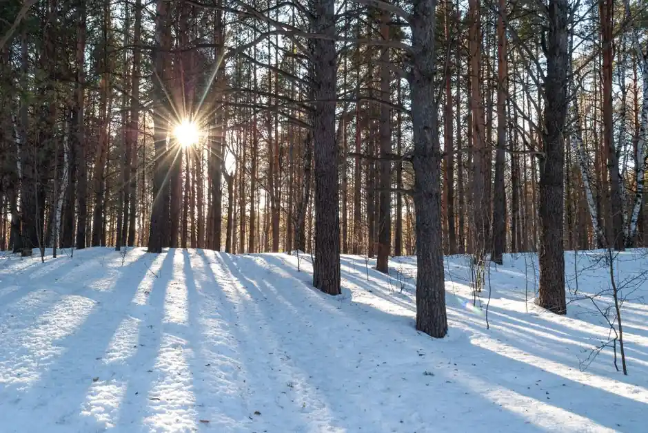Sunlight peeks through tall pine trees in a snowy forest, casting long shadows.