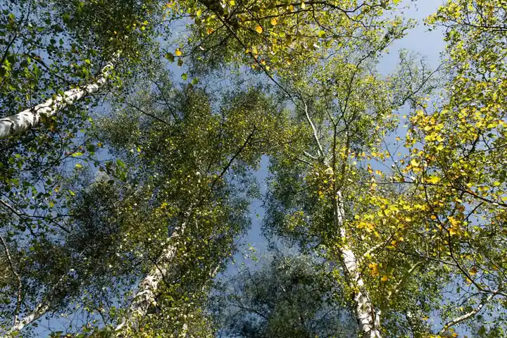 Upward view of birch trees in a forest in Geesthacht, Germany, showcasing a vibrant canopy against a blue sky.